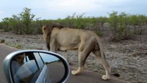 Lion Shows Tourist Why You Should Keep Car Windows Closed. Lion Attacks Tourist.