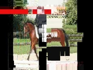 Concours dress bisch 26 aout