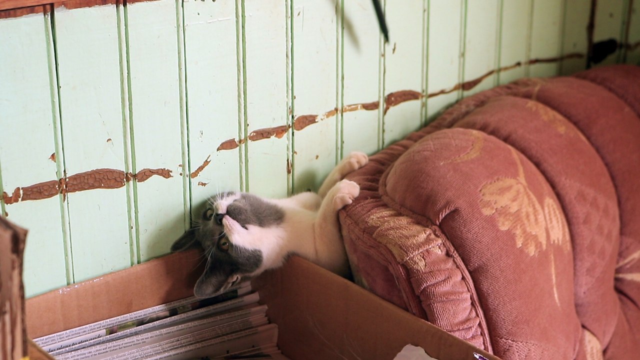 Farm kitten has scheduling difficulty
