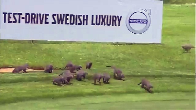 Des mangoustes sur un terrain de golf