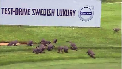 Des mangoustes sur un terrain de golf