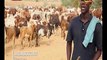 Vidéo- Cheikh Béthio Thioune en route vers le Magal : convoie des milliers de bœufs vers Touba