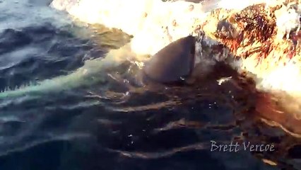 Five hungry sharks eat the carcass of a whale