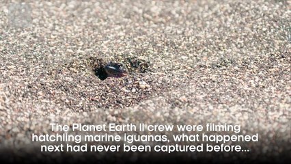 Iguana vs Snakes - Behind the Scenes - Planet Earth II