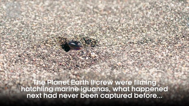 Iguana vs Snakes - Behind the Scenes - Planet Earth II