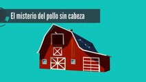 El misterio del pollo sin cabeza