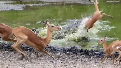 ▶ Dont Blink ! Crocodile Catches Impala at Kruger National Park !
