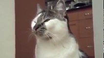 Funny talking cats   talking animals Video drôles animaux