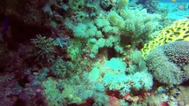 Immersions - Plongée en Mer Rouge - 2014