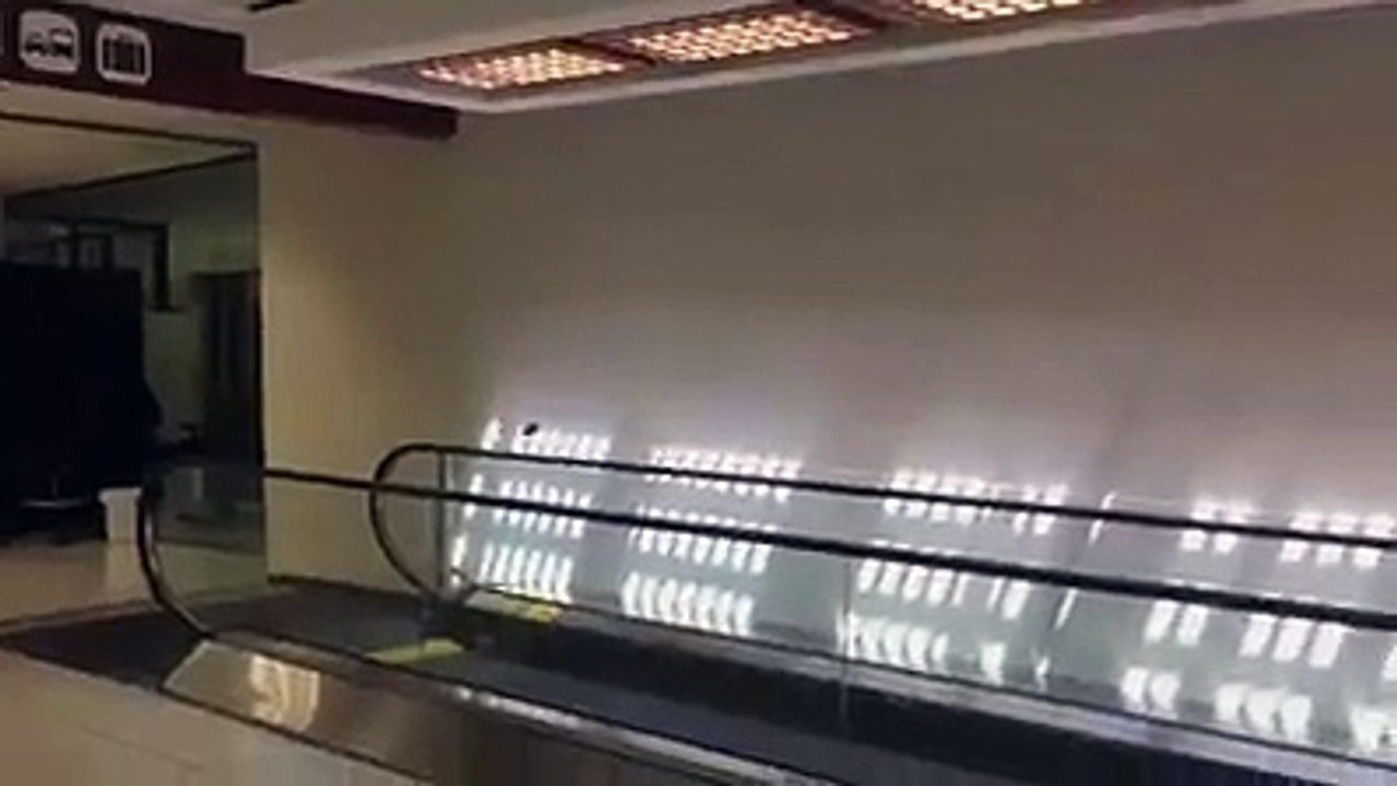 un oiseau intelligentطائر ذكي