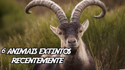 6 Animais Extintos Recentemente