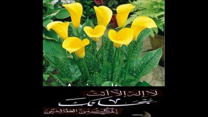 SURAT AL QURAISH 106 BEST VOICE