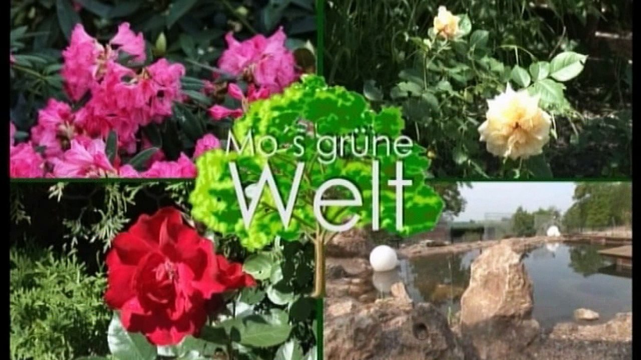 Mo' grüne Welt: Gartenarbeiten im Herbst