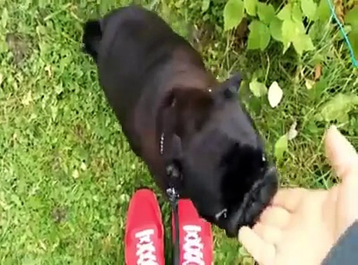 Funny animal videos, funny animal clip