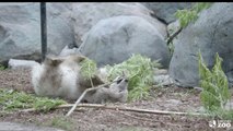 Toronto Zoo Polar Bear Cub Juno at 8 Months Old