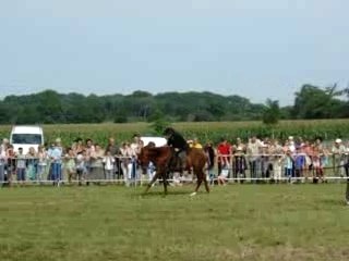 Fête du cheval Louvigne de Bais 3