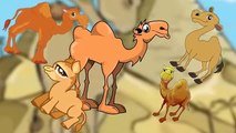 Finger Family Camel Finger Family Finger Family Rhymes Animal Finger Family Rhymes