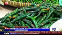 Cuaca Buruk Membuat Harga Cabai Melambung