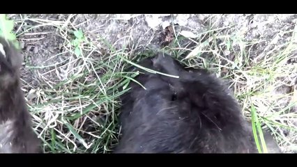 Saving a Kitten From Death