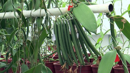 Niederländer holen exotische Gewürze in ihre Gewächshäuser