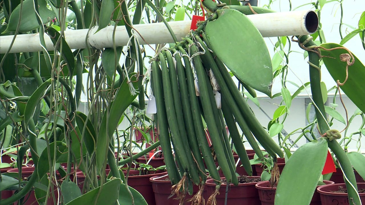 Niederländer holen exotische Gewürze in ihre Gewächshäuser