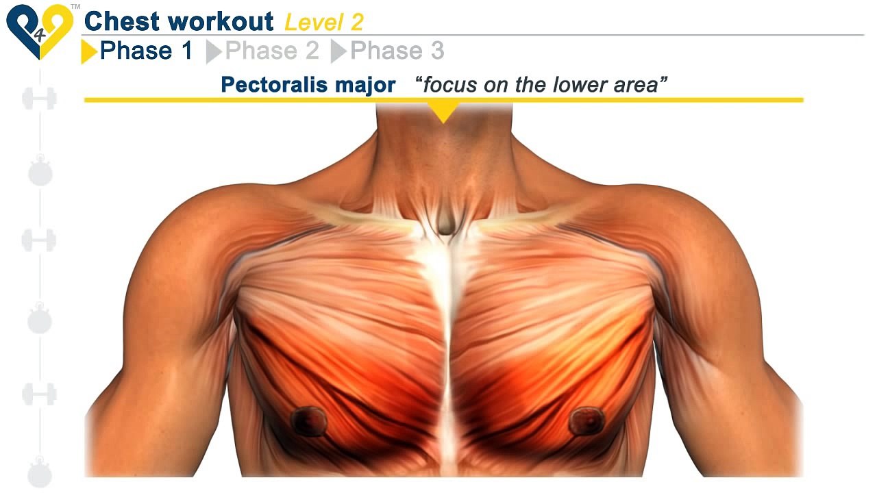 Chest Workout Level 2
