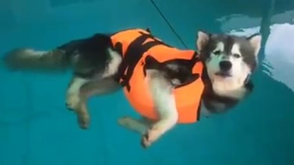 Ce husky se la coule douce dans une piscine