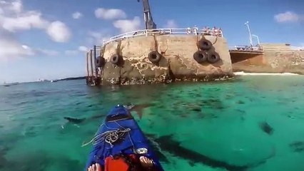 Un kayakiste se retrouve encerclé par des requins très agressifs