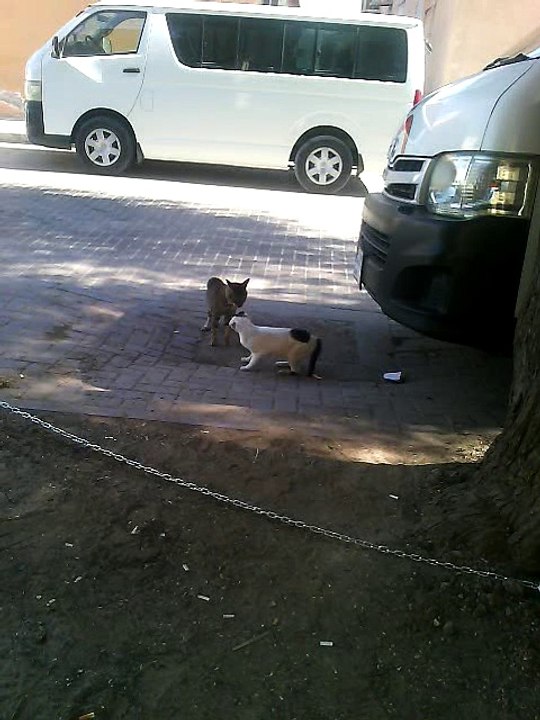 Cat Fighting