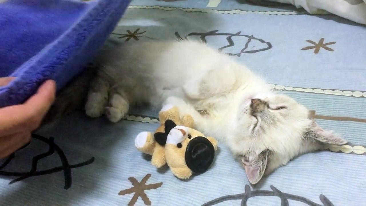 The cutest kitten ever!
