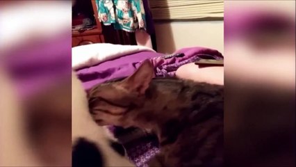 Fallait pas lui sniffer le cul comme ça aussi... t'as bien cherché