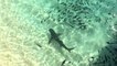 Des requins en pleine séance de chasse sur un banc de sardines. Magnifique