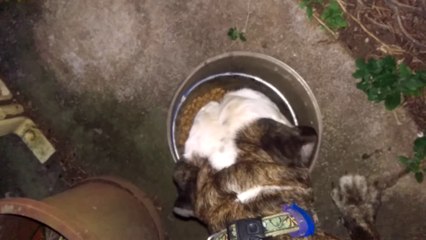 Ce chien adore vraiment sa gamelle !! Tout disparaît..