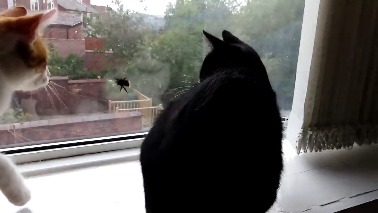 Chats VS mouche géante!