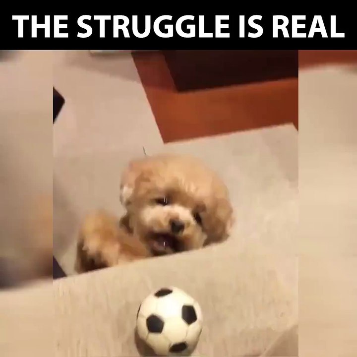 il cane sfortunato