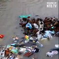 A stray mother dog saves her puppies after floods in Chennai