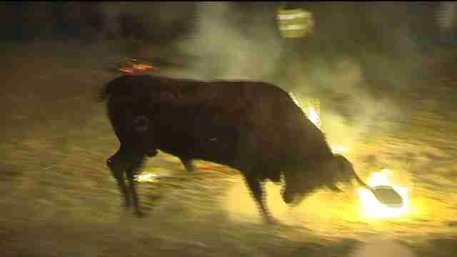 El Toro Jubilo de Medinaceli se celebra bajo fuertes medidas de seguridad