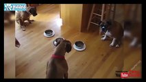 Best Trained & Disciplined Dogs #2 - YouTube