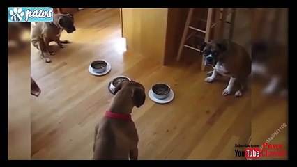 Best Trained & Disciplined Dogs #2 - YouTube
