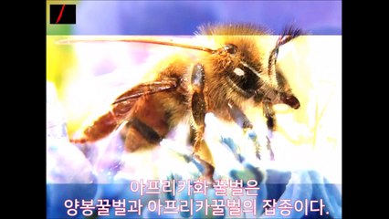 Animaux dangereux compilation