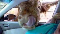 Cows Are Awesome- Compilation - YouTube