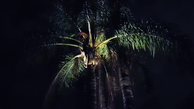 Palm trees swaying in the wind at Night in Los Angeles