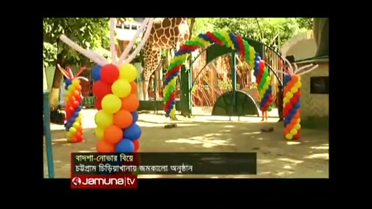 Chittagong zoo King-Nova gorgeous wedding! Tai minced beef with unbroken forest for king and queen