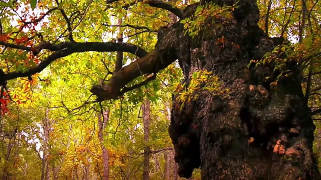 Musica Flauta de Pan para Dormir Profundamente Relajarse con Sonidos de Pajaros