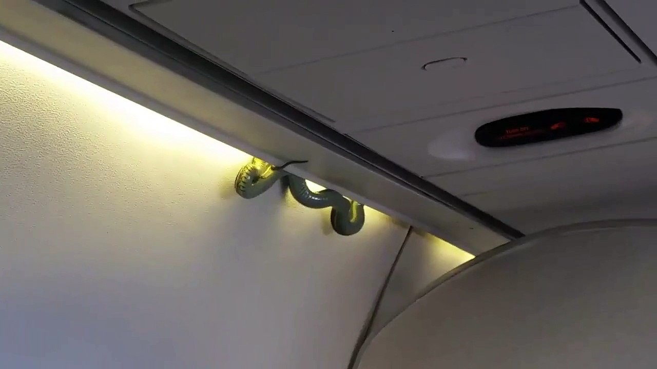 Dangerous!!!!! a Snake in plane