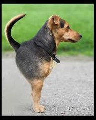 TRY NOT TO LAUGH - Ultimate Funny Dogs Compilation 2016 #2