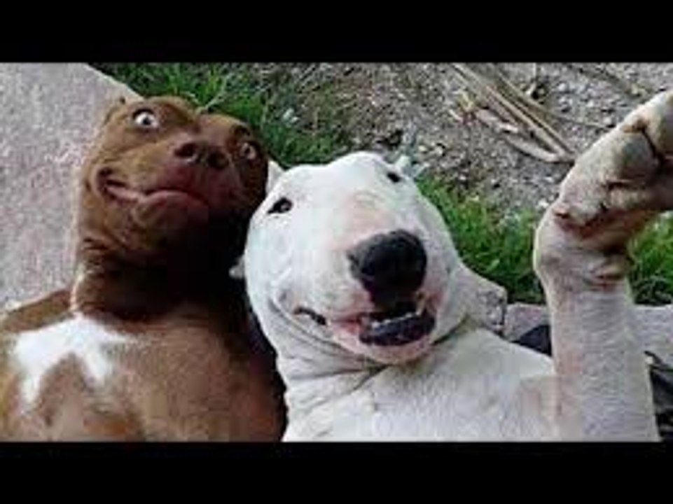 Ultimate Funny Dogs Compilation by FailArmy