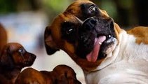 Funny, CRAZY & Cute ANIMALS - Funny Pets Fails - Funny Cats & Dogs