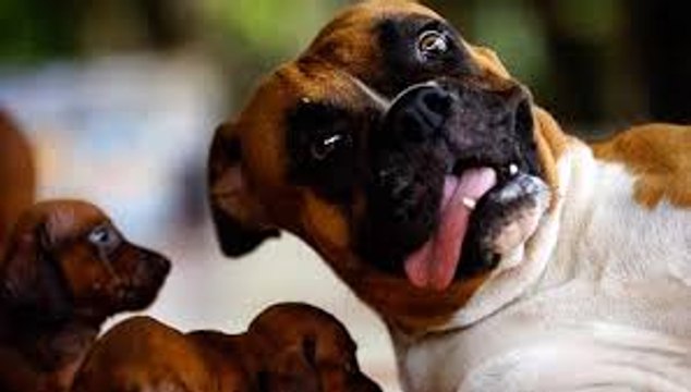 Funny, CRAZY & Cute ANIMALS - Funny Pets Fails - Funny Cats & Dogs