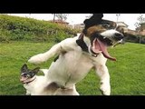 Looking for a good laugh Watch funny dogs! - Funny dog compilation